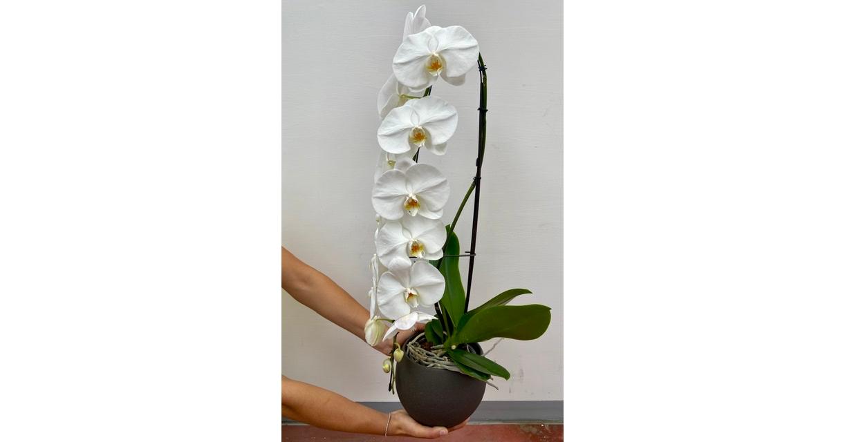 Orchidea Formidablo 
